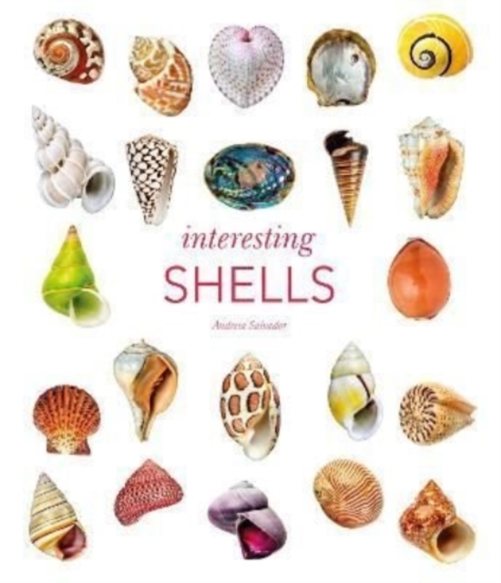 Image of Interesting Shells